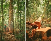 situacao-atual-do-desmatamento-no-brasil-8