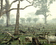 situacao-atual-do-desmatamento-no-brasil-6
