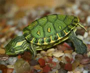 tartaruga-de-aquario-2