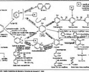 toxicidade-dos-fenois-caracteristicas-gerais-4