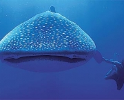 tubarao-baleia-11