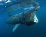 tubarao-baleia-12