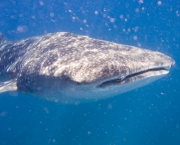 tubarao-baleia-13