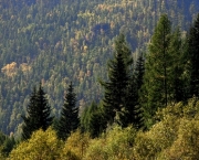 Tundra e Florestas Boreais (2).jpg