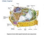 vacuolo-vegetal-e-celulas-vegetais-14
