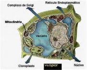 vacuolo-vegetal-e-celulas-vegetais-18
