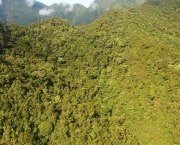 Vegetação Da Papua Nova Guiné (1)