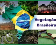 Vegetacao da Regiao Sudeste Brasileira (15)