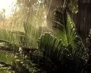 vegetacao-tropical-diminuicao-de-chuva-e-caracteristicas-7