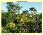vegetacao-tropical-diminuicao-de-chuva-e-caracteristicas-11