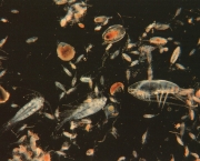 zooplancton-caracteristicas-gerais-1