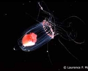 zooplancton-caracteristicas-gerais-2