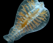 zooplancton-caracteristicas-gerais-3