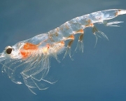 zooplancton-caracteristicas-gerais-4