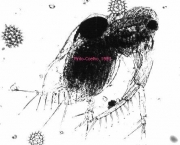 zooplancton-caracteristicas-gerais-9