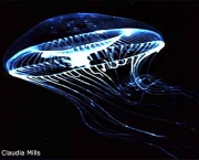 zooplancton-caracteristicas-gerais-5