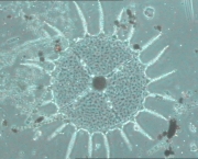 zooplancton-caracteristicas-gerais-6