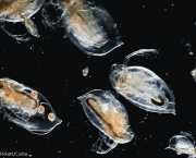 zooplancton-caracteristicas-gerais-9