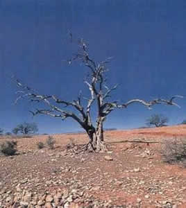 Árvore Morta Pela Desertificação
