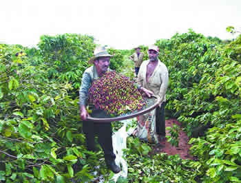 Agricultura Cafeeira