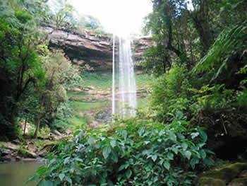 Proteção da Biodiversidade como Prioridade