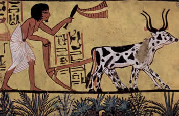 Agricultura no Egito