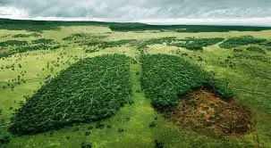 A destruição do meio ambiente é um caminho sem volta