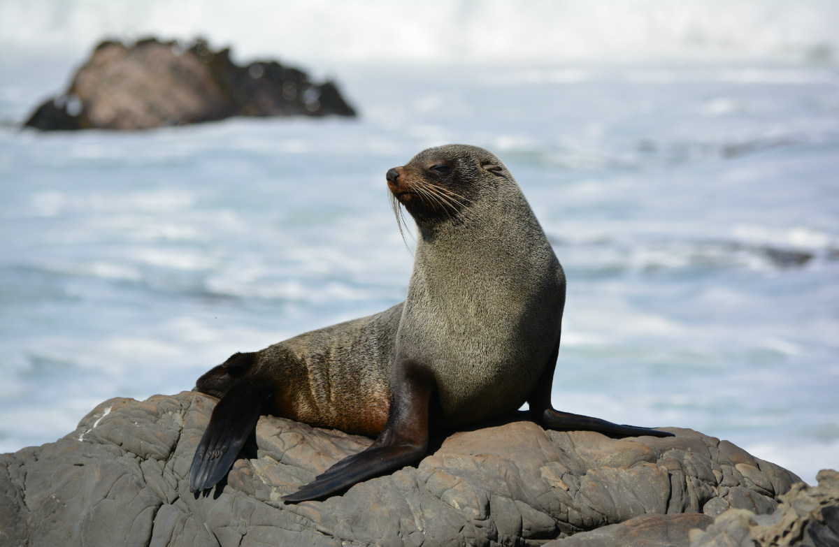 La Fur-Seal