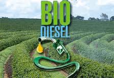 Projeto de Produção de Biodiesel