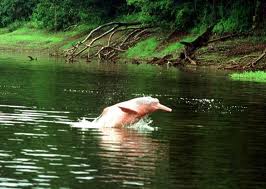 paisagens da amazonia