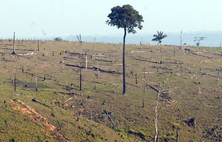 Desflorestamento