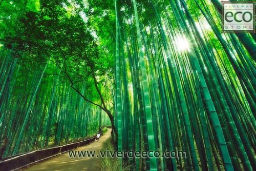 Plantação Bambu