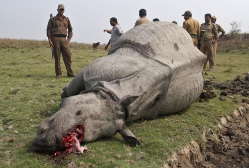 Caça Predatória ao Rinoceronte