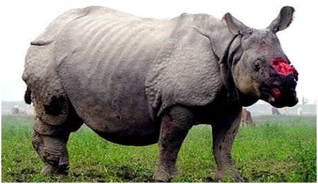 Rinoceronte sem chifre