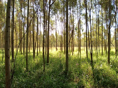 Reflorestamento No Brasil
