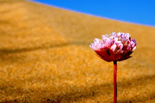 Flores no Deserto