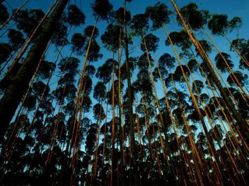 Benefício Progressivo Para Manter Floresta