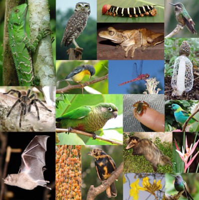 Conservação Da Biodiversidade