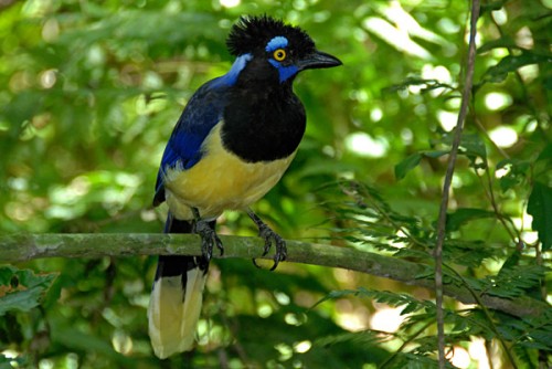 Aves da Amazônia