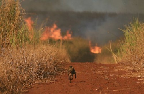 Animal fugindo na queimada