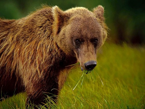 Urso - animal herbívoro