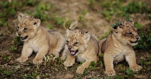 Filhotes Leão Africano