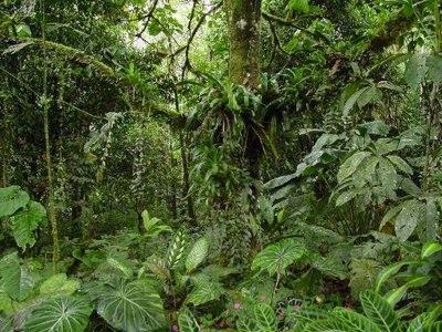 Como Sobreviver Na Selva? Dicas De Sobrevivência
