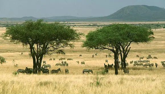 Savana Africana