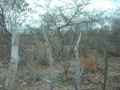 A Seca Na Caatinga: Características Gerais