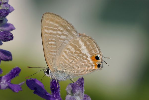 Borboleta Lycaenidae