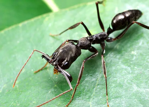 As Formigas No Nosso Dia a Dia