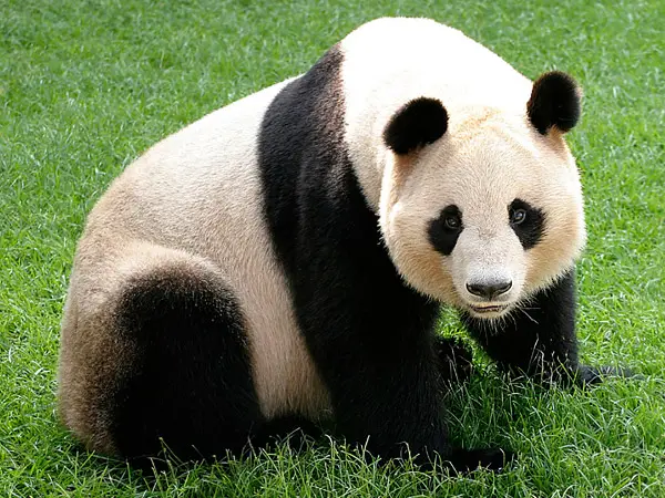 Por Que Pandas Não Hibernam?