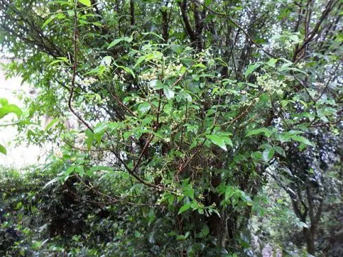 Chal-chal (Alophylus edulis)