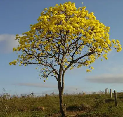 Ipê-amarelo (Tabebuia sp)